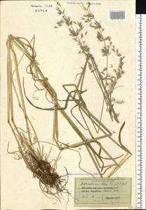 Arrhenatherum elatius (L.) P.Beauv. ex J.Presl & C.Presl, Eastern Europe, West Ukrainian region (E13) (Ukraine)