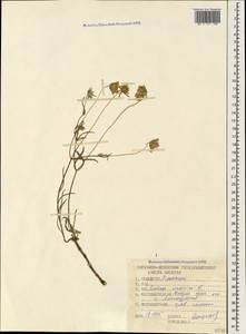 Lomelosia argentea (L.) Greuter & Burdet, Caucasus, Stavropol Krai, Karachay-Cherkessia & Kabardino-Balkaria (K1b) (Russia)