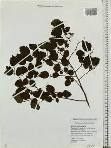 Spiraea chamaedryfolia var. pilosa (Nakai) H. Hara, Siberia, Russian Far East (S6) (Russia)