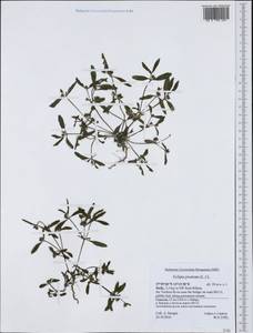 Eclipta prostrata (L.) L., Western Europe (EUR) (Italy)