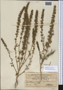 Dysphania botrys (L.) Mosyakin & Clemants, Middle Asia, Western Tian Shan & Karatau (M3) (Kazakhstan)