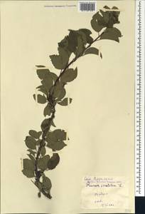 Prunus domestica subsp. insititia (L.) Bonnier & Layens, Caucasus, Georgia (K4) (Georgia)