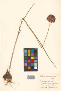 Allium sacculiferum Maxim., Siberia, Russian Far East (S6) (Russia)