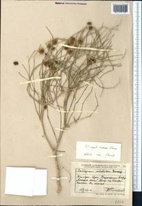 Calligonum caput-medusae Schrenk, Middle Asia, Muyunkumy, Balkhash & Betpak-Dala (M9) (Kazakhstan)