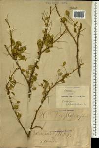 Caragana arborescens Lam., South Asia, South Asia (Asia outside ex-Soviet states and Mongolia) (ASIA) (China)