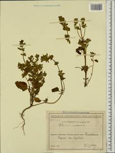 Stachys annua (L.) L., Caucasus, Black Sea Shore (from Novorossiysk to Adler) (K3) (Russia)