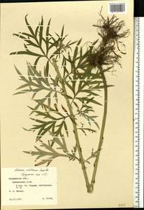 Artemisia dubia Wall. ex Besser, Eastern Europe, North-Western region (E2) (Russia)