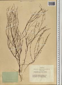 Polygonum patulum subsp. patulum, Siberia, Altai & Sayany Mountains (S2) (Russia)