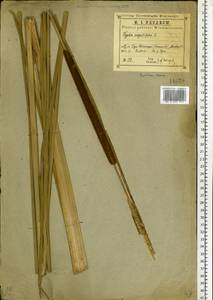 Typha angustifolia L., Eastern Europe, Central region (E4) (Russia)