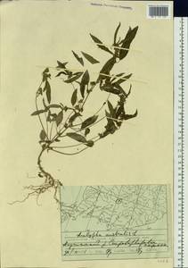 Acalypha australis L., Siberia, Russian Far East (S6) (Russia)