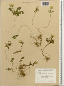 Cardamine bipinnata (C. A. Mey.) O. E. Schulz, Caucasus, North Ossetia, Ingushetia & Chechnya (K1c) (Russia)