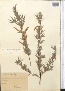 Salix capusii Franch., Middle Asia, Western Tian Shan & Karatau (M3) (Uzbekistan)