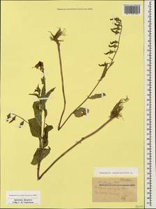 Campanula rapunculoides L., Caucasus, Armenia (K5) (Armenia)