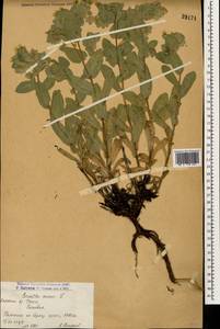 Cerinthe minor L., Caucasus, Armenia (K5) (Armenia)
