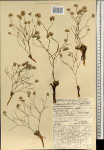 Limonium tenellum (Turcz.) Kuntze, Mongolia (MONG) (Mongolia)