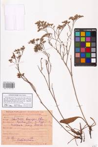 Limonium bungei (Claus) Gamajun., Eastern Europe, Middle Volga region (E8) (Russia)