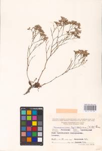 Limonium bellidifolium (Gouan) Dumort., Eastern Europe, Rostov Oblast (E12a) (Russia)