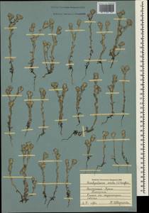 Bombycilaena erecta (L.) Smoljan., Crimea (KRYM) (Russia)