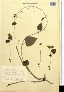 Smilax excelsa L., Caucasus, Azerbaijan (K6) (Azerbaijan)