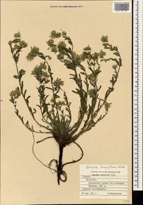 Onosma tenuiflora Willd., Caucasus, Georgia (K4) (Georgia)