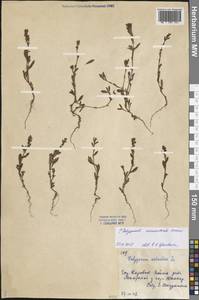 Polygonum arenastrum Boreau, Eastern Europe, Northern region (E1) (Russia)