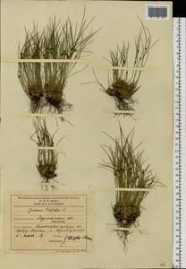 Oreojuncus trifidus (L.) Záv. Drábk. & Kirschner, Eastern Europe, Northern region (E1) (Russia)