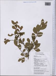 Vaccinium arboreum Marshall, America (AMER) (United States)