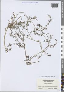 Fumaria capreolata L., Western Europe (EUR) (Italy)