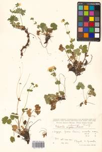 Potentilla matsumurae Th. Wolf, Siberia, Russian Far East (S6) (Russia)