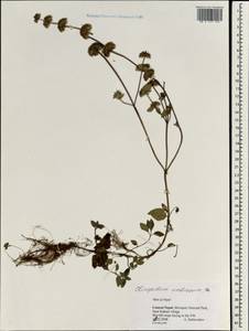 Clinopodium umbrosum (M.Bieb.) K.Koch, South Asia, South Asia (Asia outside ex-Soviet states and Mongolia) (ASIA) (Nepal)
