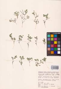 Medicago orthoceras (Kar. & Kir.) Trautv., Eastern Europe, Lower Volga region (E9) (Russia)
