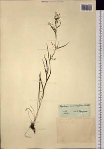 Bupleurum scorzonerifolium Willd., Siberia, Russian Far East (S6) (Russia)