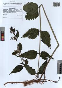 Urtica dioica L., Siberia, Altai & Sayany Mountains (S2) (Russia)