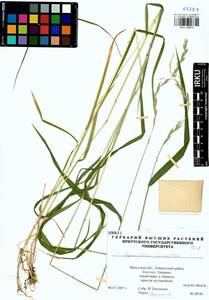 Elymus fibrosus (Schrenk) Tzvelev, Siberia, Baikal & Transbaikal region (S4) (Russia)