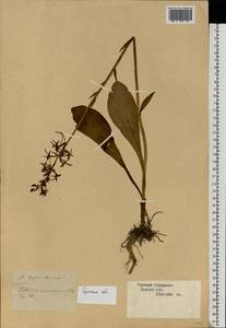 Platanthera bifolia (L.) Rich., Eastern Europe, North Ukrainian region (E11) (Ukraine)