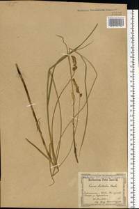 Carex disticha Huds., Eastern Europe, North Ukrainian region (E11) (Ukraine)