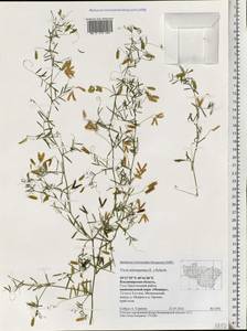 Vicia tetrasperma (L.)Schreb., Eastern Europe, Central region (E4) (Russia)