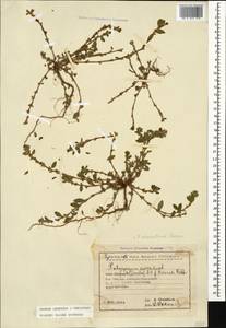Polygonum arenastrum Boreau, Caucasus, Georgia (K4) (Georgia)