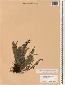 Paragymnopteris marantae subsp. marantae, South Asia, South Asia (Asia outside ex-Soviet states and Mongolia) (ASIA) (Turkey)
