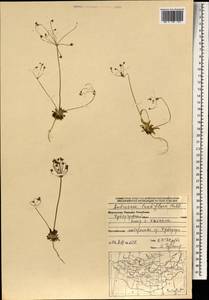 Androsace lactiflora Fisch. ex Willd., Mongolia (MONG) (Mongolia)
