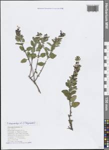 Teucrium chamaedrys L., Caucasus, Black Sea Shore (from Novorossiysk to Adler) (K3) (Russia)