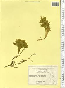 Dendrolycopodium juniperoideum (Sw.) A. Haines, Siberia, Russian Far East (S6) (Russia)