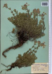 Dracocephalum oblongifolium Regel, Middle Asia, Pamir & Pamiro-Alai (M2) (Tajikistan)