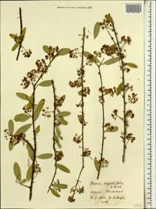Boscia angustifolia A. Rich., Africa (AFR) (Mali)