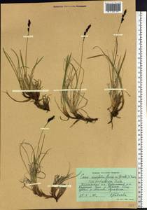 Carex bigelowii subsp. arctisibirica (Jurtzev) Á.Löve & D.Löve, Siberia, Central Siberia (S3) (Russia)