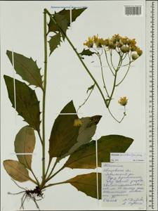 Hieracium subpellucidum (Norrl.) Norrl., Eastern Europe, Central forest region (E5) (Russia)
