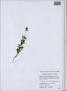 Gentianella amarella subsp. acuta (Michx.) Gillett, Siberia, Baikal & Transbaikal region (S4) (Russia)