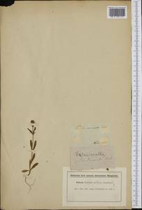 Valerianella coronata (L.) DC., Western Europe (EUR) (Italy)