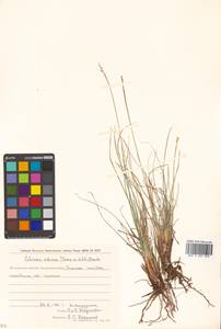 Carex borealipolaris S.R.Zhang, Siberia, Chukotka & Kamchatka (S7) (Russia)