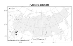Pyankovia brachiata (Pall.) Akhani & Roalson, Atlas of the Russian Flora (FLORUS) (Russia)
